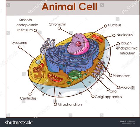 Labeled Diagram Of Cell Top 146+ Plant And Animal Cell Diagr