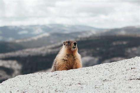 Wildlife in Rocky Mountain National Park