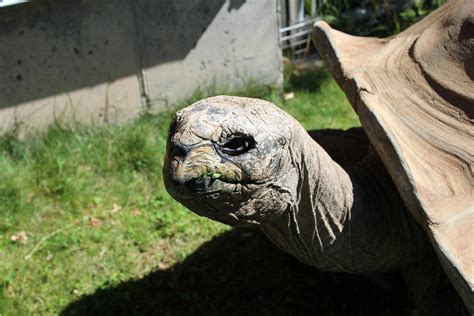 Aldabra Tortoise - ZooChat