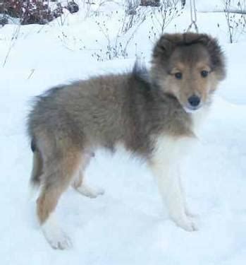 Adorable AKC Sheltie Puppies - 1 Sable Male left - 11 weeks old for ...