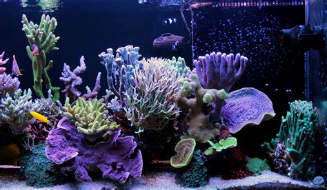 13 Easy Saltwater Aquarium Reef Corals