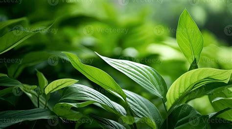 Green leaves, Natural green leaves plants using as spring background ...