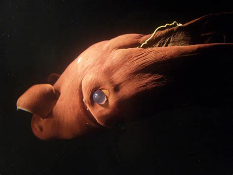 Top Ten Scariest Deep Sea Creatures - HubPages