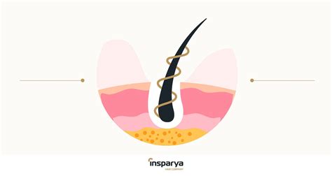 Hair follicles, what are they? – Clínica Capilar I Insparya