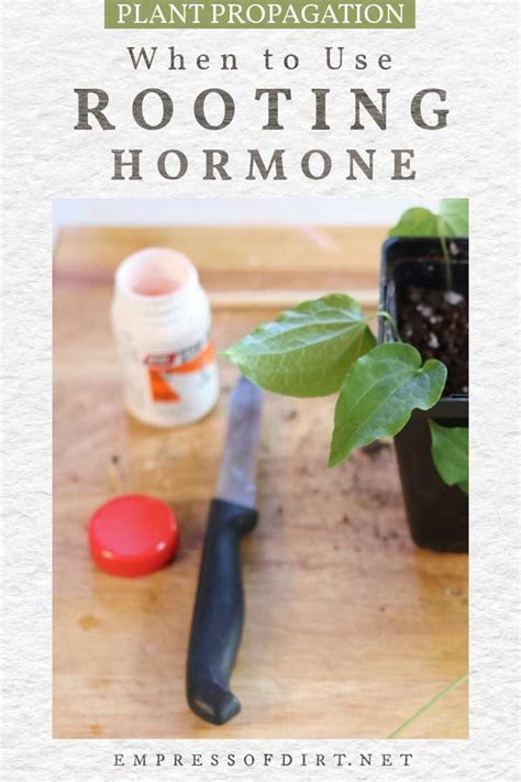 When to Use Rooting Hormone for Plant Propagation