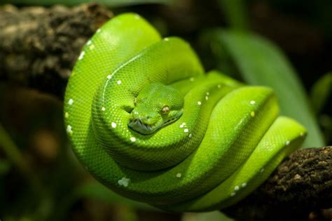 19 Interesting Python Facts For Kids 2023 (Diet, Habitat & More)