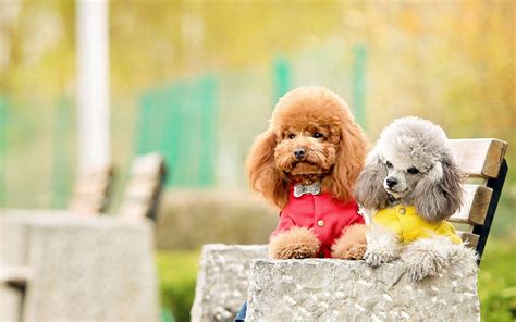 Poodle Wallpapers - Top Free Poodle Backgrounds - WallpaperAccess