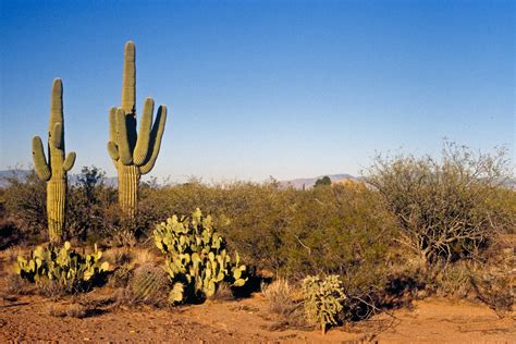 Cacti | Arizona Desert | Raingod