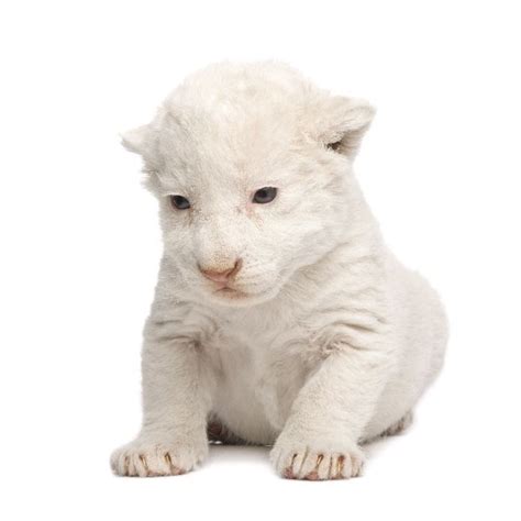 White Lion Cub - Animal Facts and Information