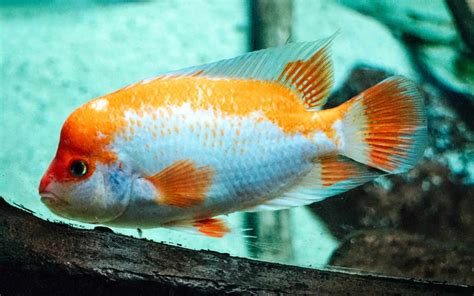 Midas Cichlid (Amphilophus Citrinellus): Ultimate Care Guide - Fish ...