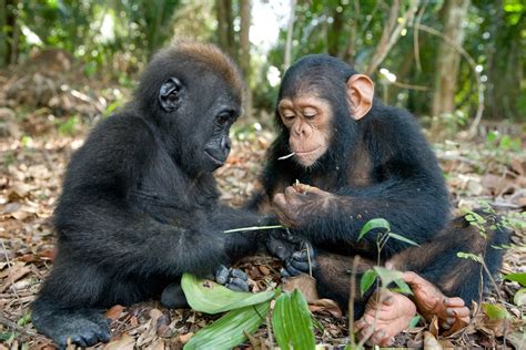 Heartwarming Friendship Between Orphaned Baby Gorilla and Chimpanzee is ...