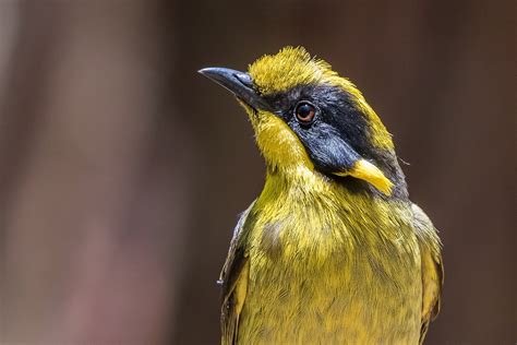 Helmeted Honeyeaters - Friends of the Helmeted Honeyeater Inc