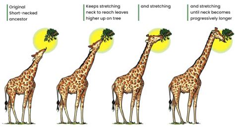 Lamarck's Theory of Evolution - Overview, Postulates, Examples ...