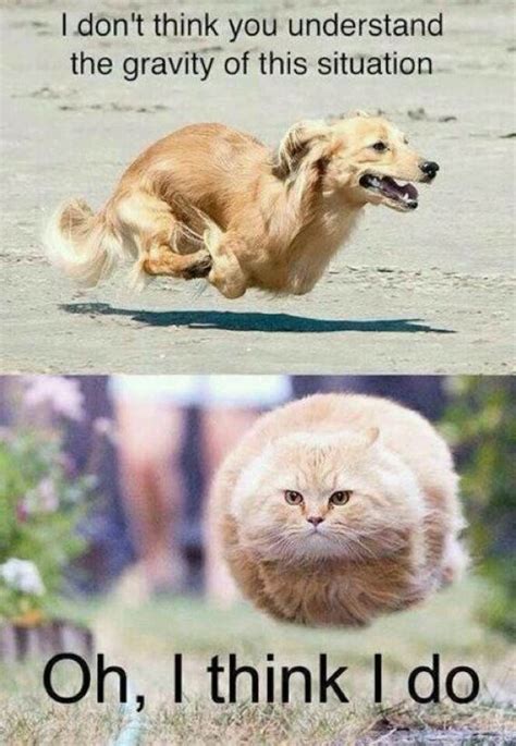 25 Funny Animal Memes To Make You Laugh Till You Drop