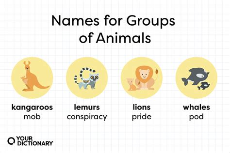 List of Names for Groups of Animals: A Complete Glossary | YourDictionary