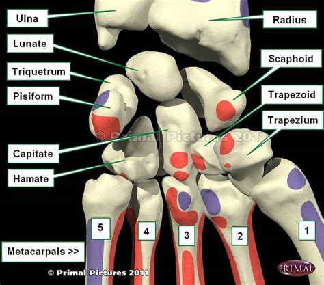 Trapezium bone