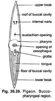 Digestive System of Pigeon (With Diagram) | Chordata | Zoology