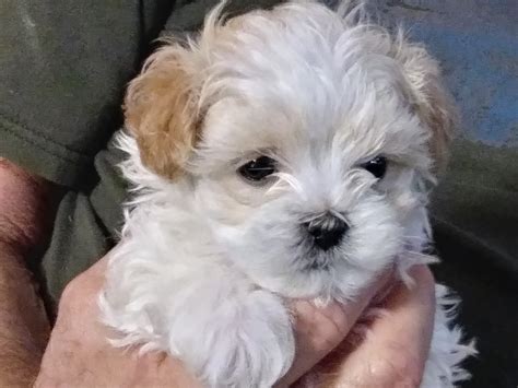 Shih-Poo Puppies For Sale | Chuckey, TN #327252 | Petzlover