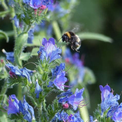 Sandy Soil Meadow Seed Mix | British Wildflower Seeds | British ...