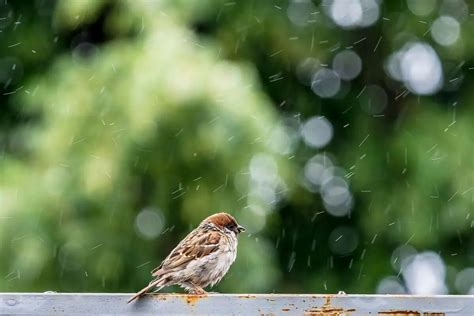 Can Birds Fly In The Rain? - A Helpful Explanation - Birding Outdoors