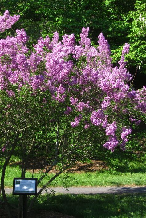 ‘Lilac Sunday’ Rouen Lilac - Arnold Arboretum | Arnold Arboretum