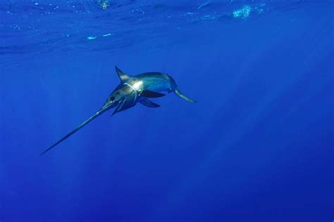 North Atlantic Swordfish | NOAA Fisheries