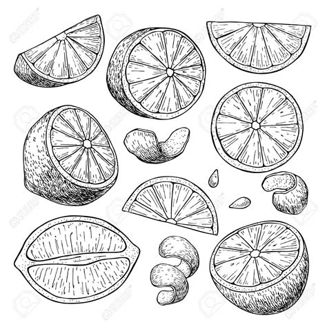 Lemon Slice Drawing at GetDrawings | Free download