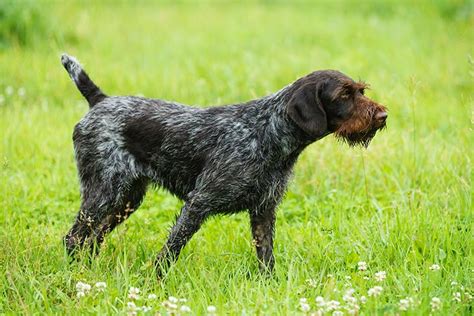 German Wirehaired Pointer Dog Breed Information