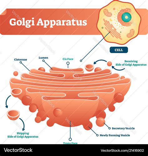 Golgi Apparatus Labeled Diagram