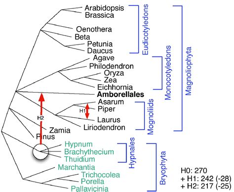 Molecular Evolution