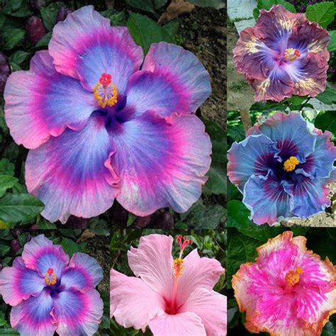 Rare Mix Colors Giant Hibiscus Seeds Potted Plant Perennial Flowers ...