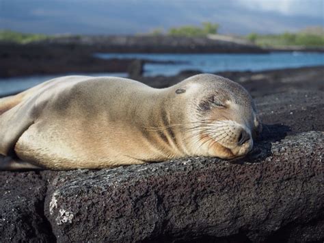 Galapagos Islands Animals | Facts, Information and Habitat