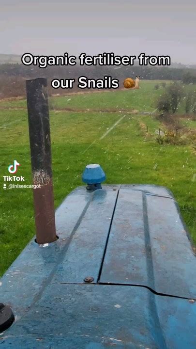 Inis Escargot Snail Farming Ireland on LinkedIn: #heliciculture # ...