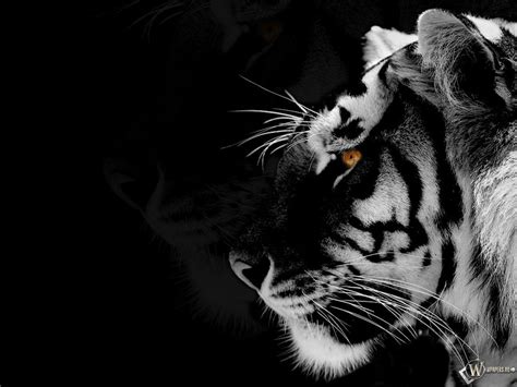 4K wallpaper: Ultra Hd White Tiger Hd Wallpaper