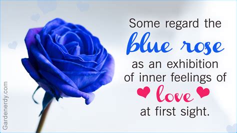 Symbolic Meaning of Blue Roses That'll Leave You Stupefied - Gardenerdy