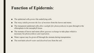 Epidermis | PPT