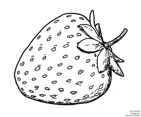 drawing od strawberry – Line art illustrations