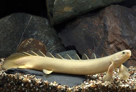 Albino Dinosaur Senegalus Polypterus - Goodjoseph LIVE Fish Store