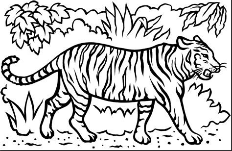 Tiger Print Drawing at GetDrawings | Free download