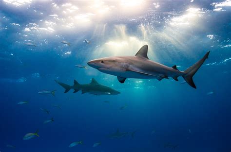 Study Shows Alarming Decline In Shark Numbers Around The World - Texas ...