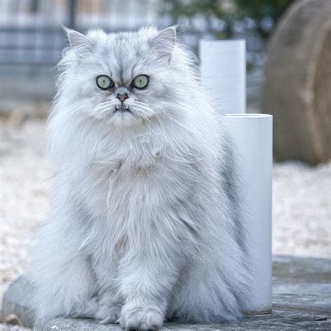 Persian Cat: Breed Information & Characteristics | Pet Reader