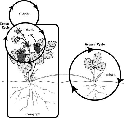 Plant Reproduction - dummies