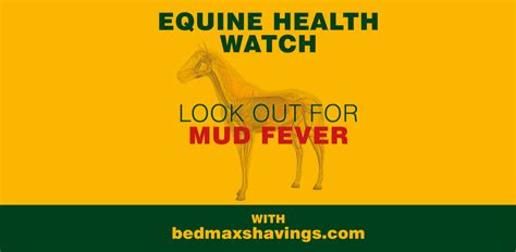 Mud Fever - what are the symptoms, and how do you prevent it? - Bedmax ...