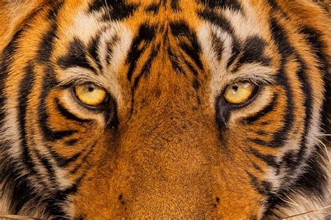 Tiger's eyes - Francis J Taylor Photography