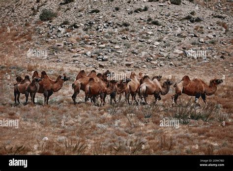 Bactrian Camel in the Gobi desert, Mongolia. A herd of Animals on the ...