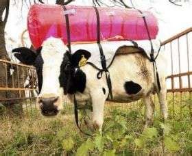 Cow Backpacks Trap Methane Gas