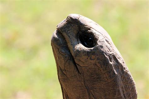 Aldabra Tortoise | Tulsa Zoo