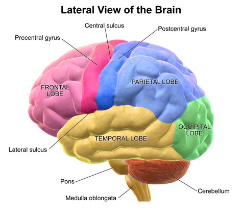 Where is the occipital lobe in relation to the frontal lobe of the ...