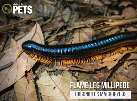 Trigoniulus Macropygus "Flame Leg Millipede" Care Guide