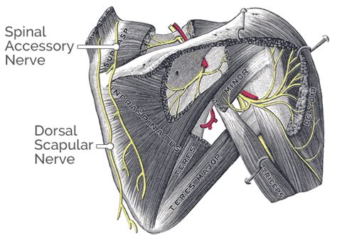 Scapular Retraction